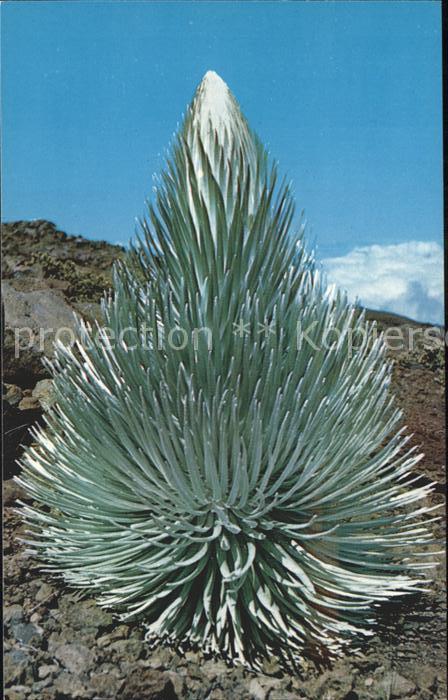 Blumen Silversword Haleakala National Park Mau