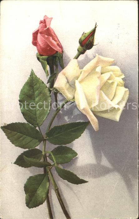 Rosen