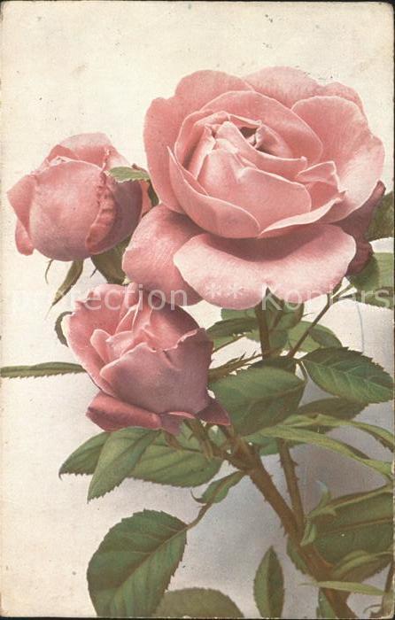 Rosen Künstlerkarte Ferdinand Meyer