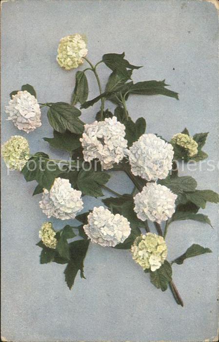 Blumen Feldpost Mülhausen