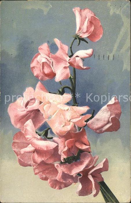 Verlag Photochromie Nr. 839 Serie 513 Blumen