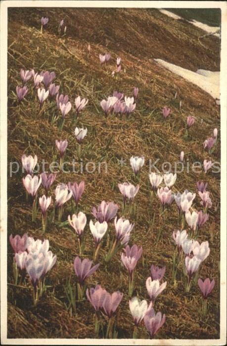 Blumen Frühlingskrokus