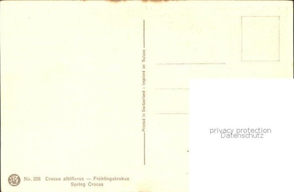 Blumen Frühlingskrokus – Bild 2