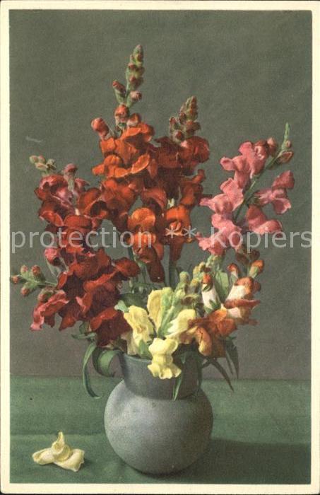 Blumen Löwenmäulchen Antirrhinium majus