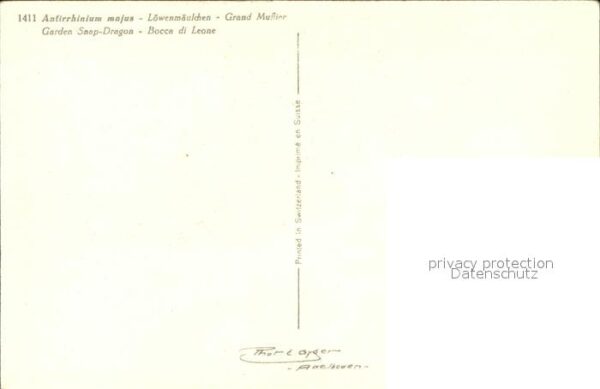 Blumen Löwenmäulchen Antirrhinium majus – Bild 2
