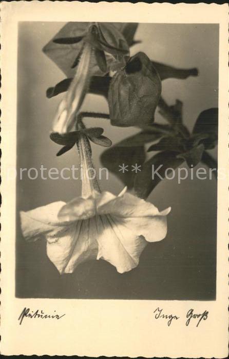 Blumen Petunie