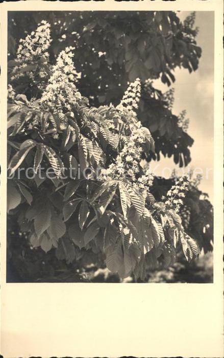 Baeume Trees Blüten Blätter