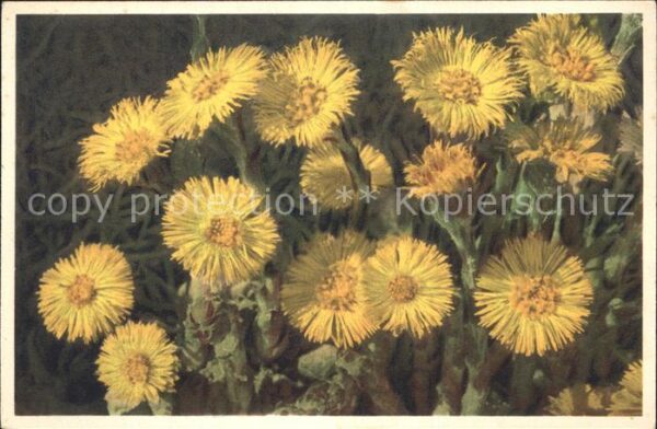 Blumen Gelber Huflattich Tussilago Farfara
