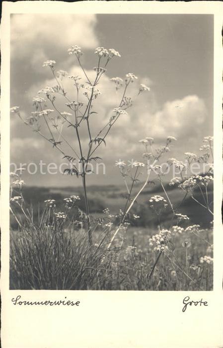 Blumen Sommerwiese Grote Nr. 1072