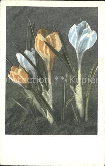 Blumen