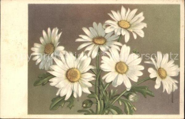 Blumen Margeriten