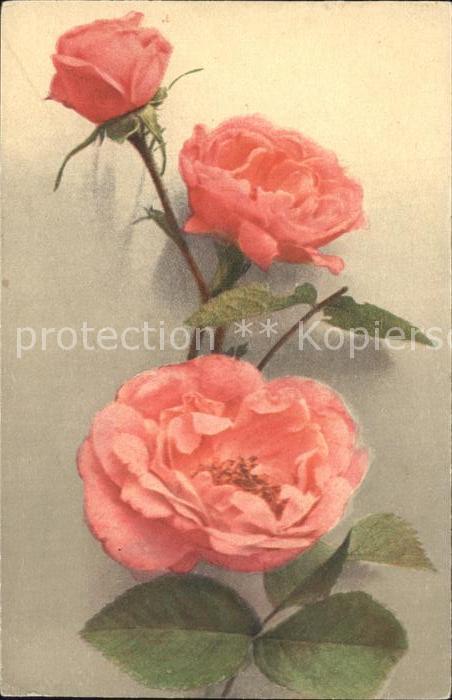 Rosen