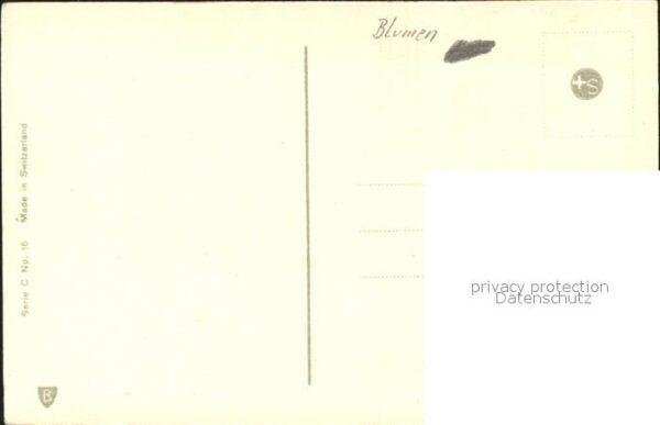 Rosen – Bild 2
