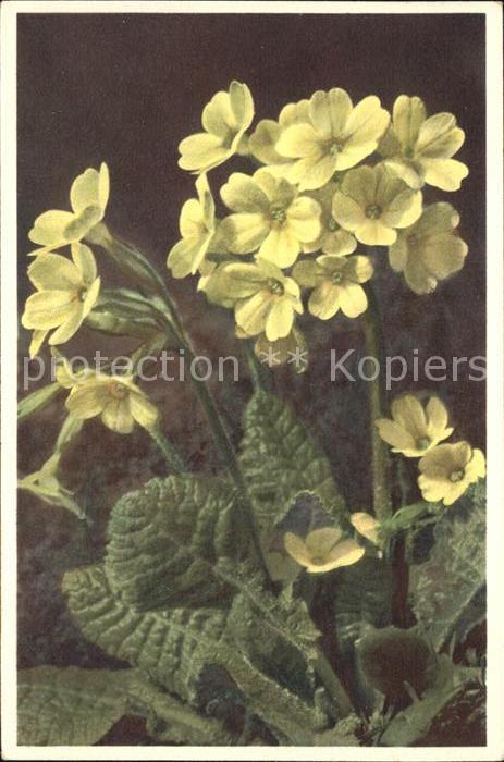 Blumen Wald-Schlüsselblume Primula elatior oxl