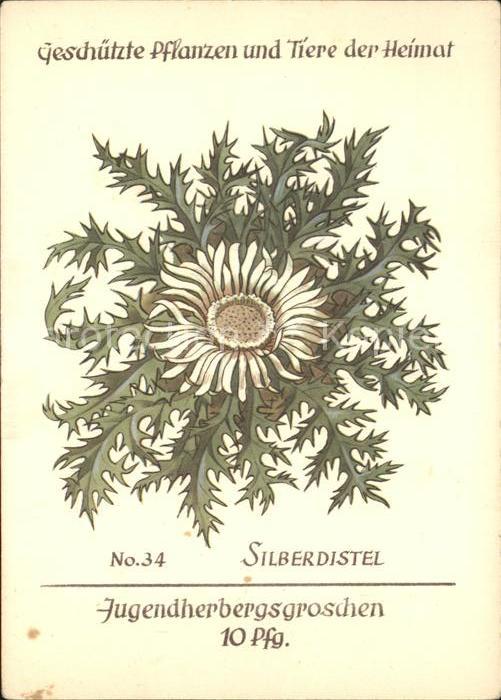 Blumen Silberdistel Jugendherbergswerk