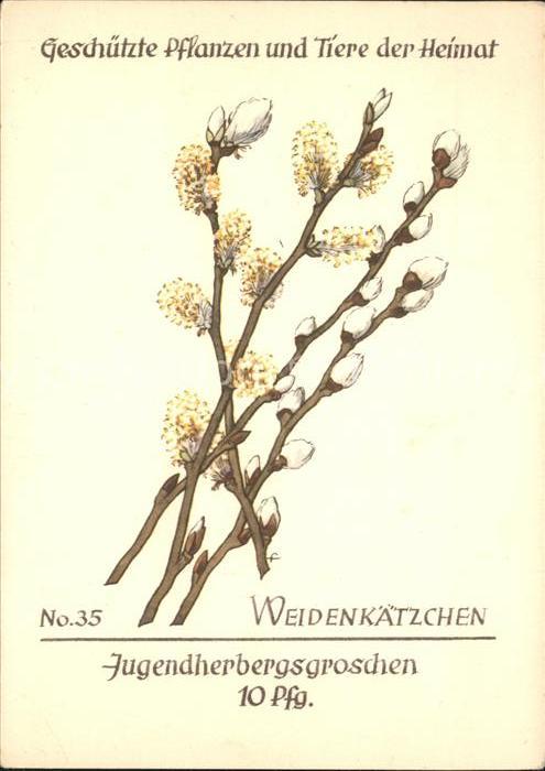 Blumen Weidenkätzchen Jugendherbergswerk Nr. 3