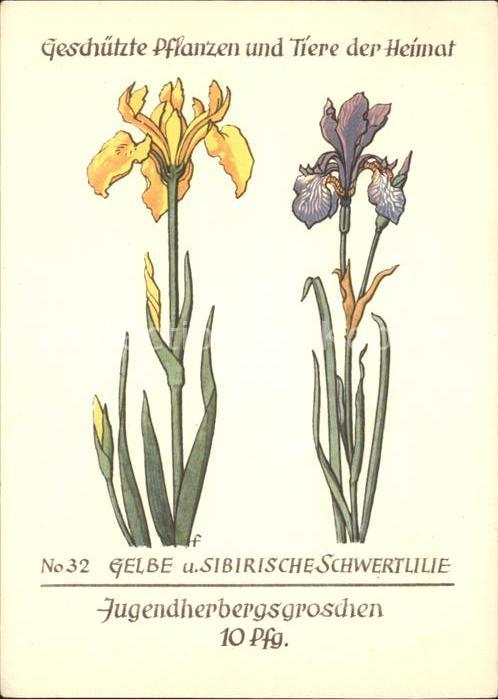Blumen Gelbe und Sibirische Schwertlilie Jugen