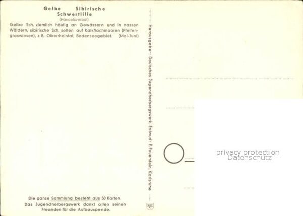 Blumen Gelbe und Sibirische Schwertlilie Jugen – Bild 2