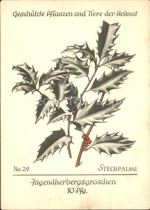 Blumen Stechpalme Jugendherbergswerk Nr. 29
