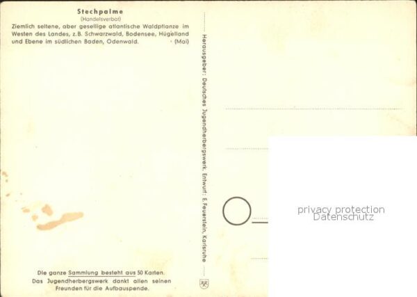 Blumen Stechpalme Jugendherbergswerk Nr. 29 – Bild 2