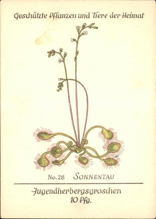 Blumen Sonnentau Jugendherbergswerk Nr. 28