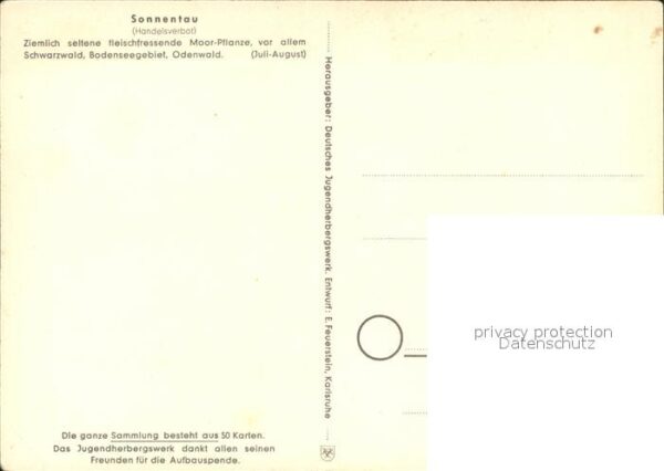 Blumen Sonnentau Jugendherbergswerk Nr. 28 – Bild 2