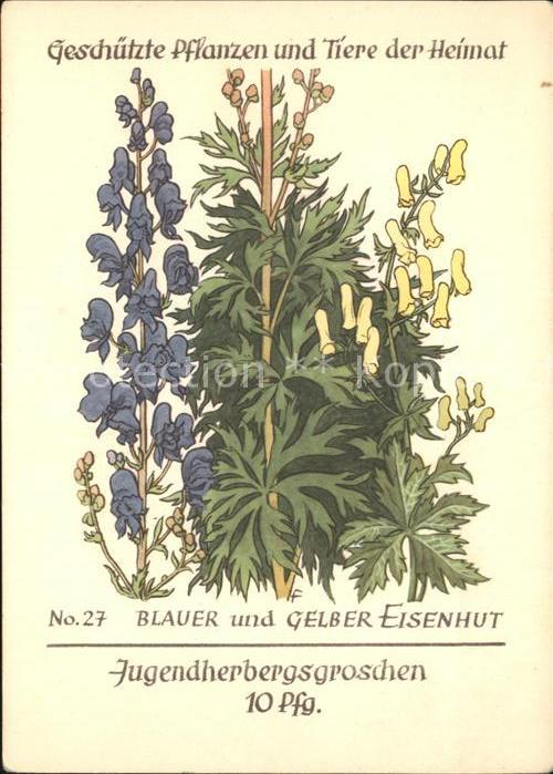 Blumen Blauer und gelber Eisenhut Jugendherber