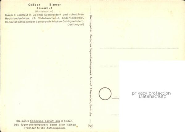 Blumen Blauer und gelber Eisenhut Jugendherber – Bild 2
