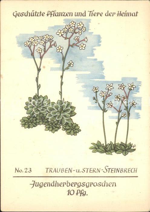 Blumen Trauben- und Sternsteinbrech Jugendherb