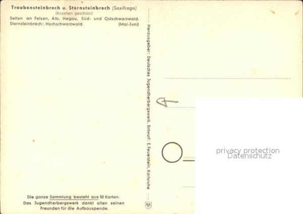 Blumen Trauben- und Sternsteinbrech Jugendherb – Bild 2