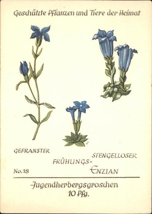 Blumen Gefranster stengelloser Frühlingsenzian