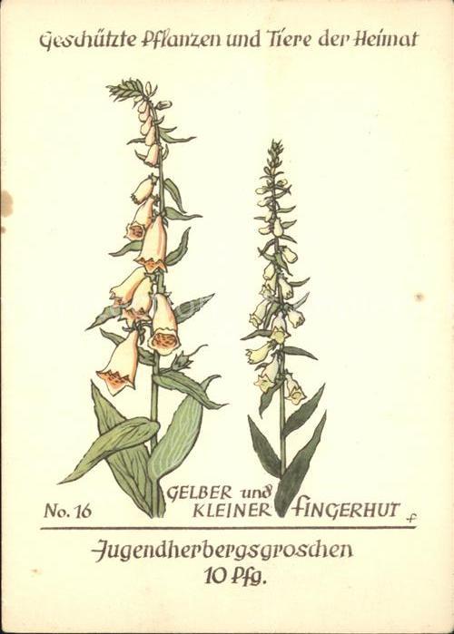 Blumen Gelber und kleiner Fingerhut Jugendherb
