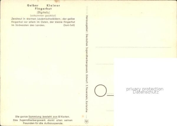 Blumen Gelber und kleiner Fingerhut Jugendherb – Bild 2