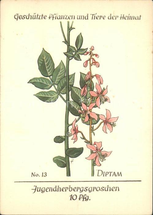 Blumen Diptam Jugendherbergswerk Nr. 13
