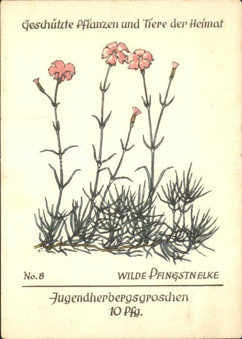 Blumen Wilde Pfingstnelke Jugendherbergswerk N