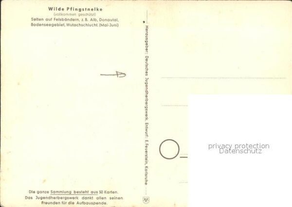 Blumen Wilde Pfingstnelke Jugendherbergswerk N – Bild 2