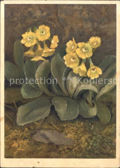 Blumen Ohr-Schlüsselblume Künstlerkarte C. Zel