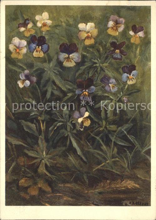 Blumen Stiefmütterchen Künstlerkarte C. Zeltne