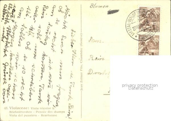 Blumen Stiefmütterchen Künstlerkarte C. Zeltne – Bild 2