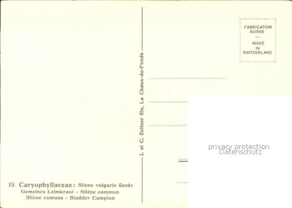 Blumen Gemeines Leimkraut Künstlerkarte C. Zel – Bild 2