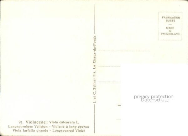 Blumen Veilchen Künstlerkarte C. Zeltner Nr. 9 – Bild 2