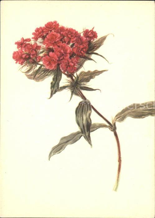 Blumen Rote Bartnelke Künstlerkarte Emanuel St