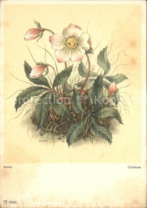 Blumen Christrose Künstlerkarte Belting Nr. 10