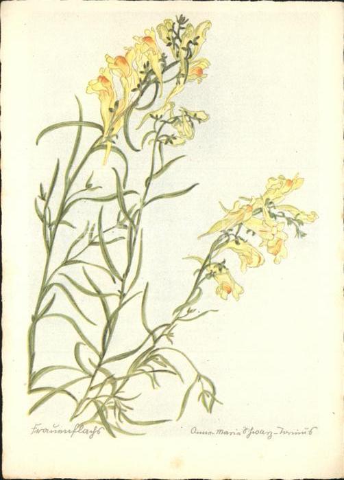 Blumen Frauenflax