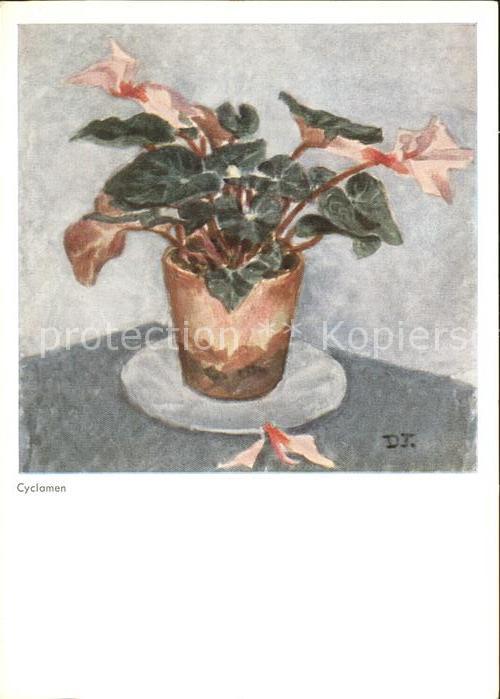 Blumen Cyclamen Künstlerkarte D. Jackson Nr. C