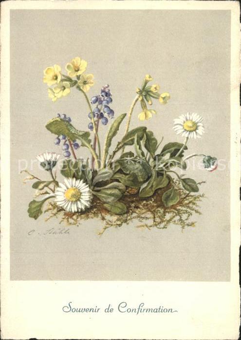 Blumen Künstlerkarte C. Stähle Nr. 251