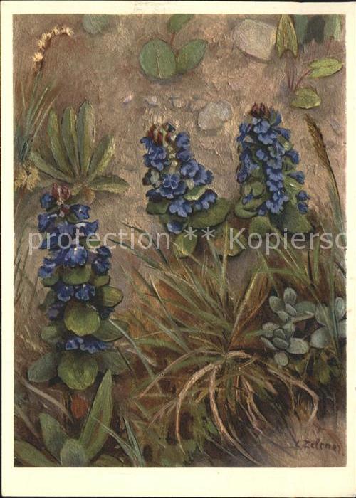 Blumen Kriechender Günsel Künstlerkarte C. Zel