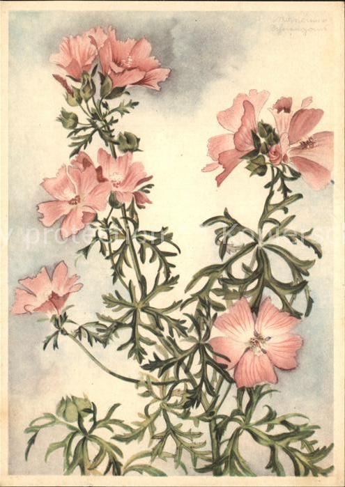 Blumen Moschus-Malve Nr. 10085 Künstlerkarte M