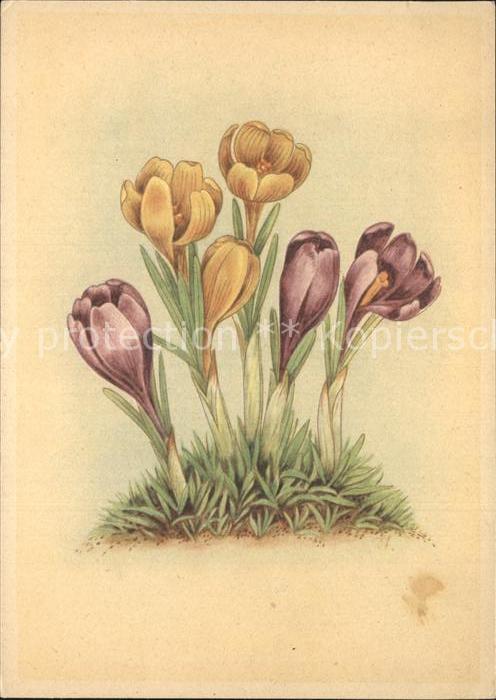 Blumen J.-Burger-Verlag Prag