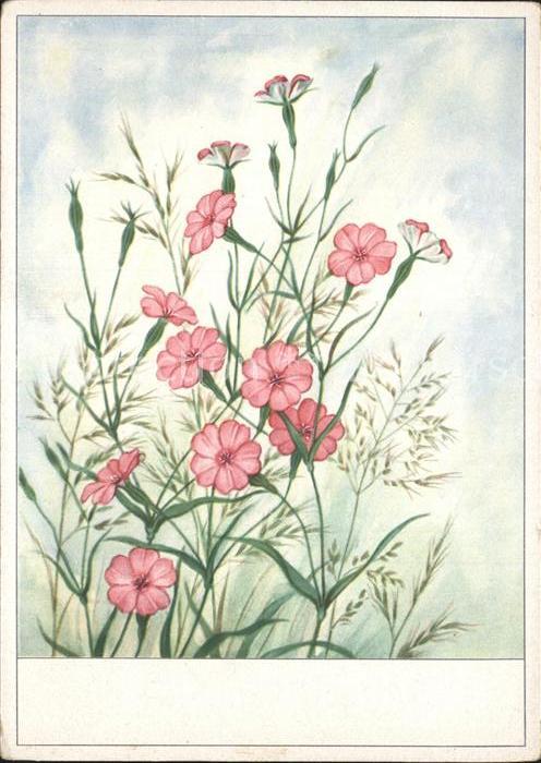 Blumen Kornrade Cellaro-Verlag Nr. 6436